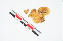 Foto von Goldzierblech (NHMW-PRAE-025251)